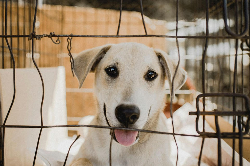 Frosted Faces, Animal Humane, Smiling Puppy, Tokens for Bags