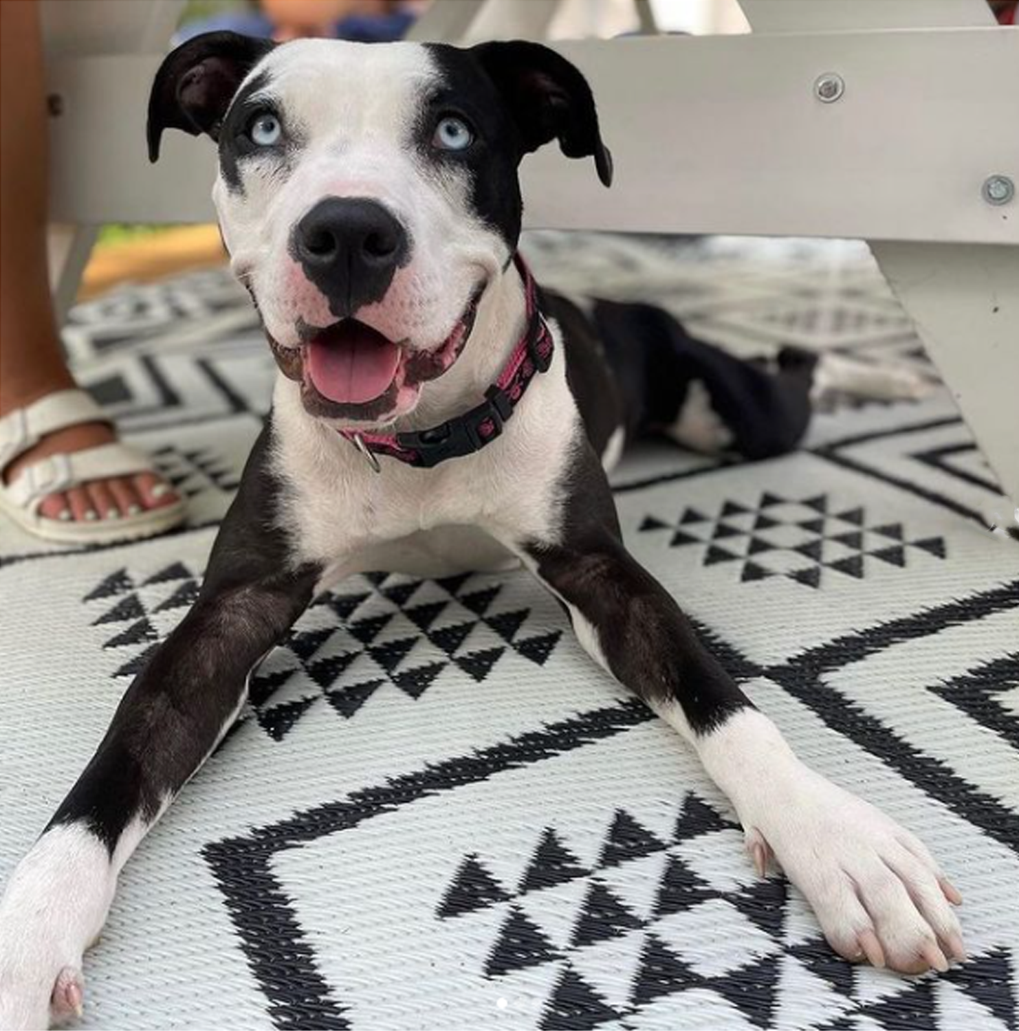 Pitbull sitting on floor