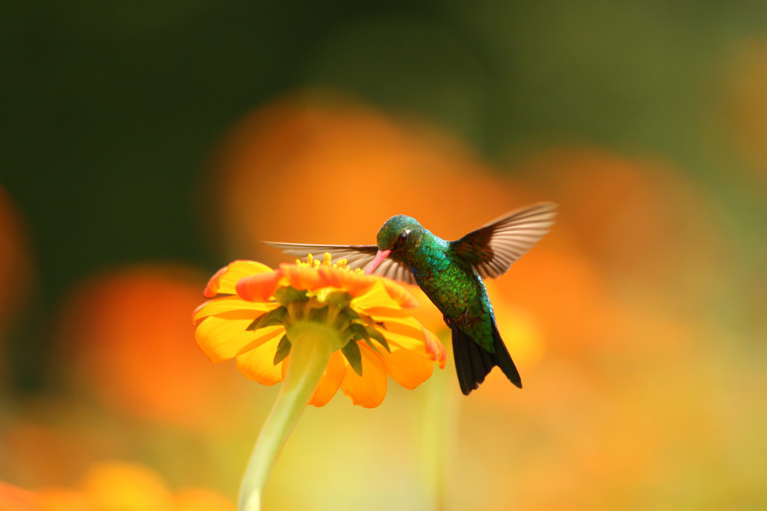 Hummingbird on flower hummingbird drinking from flower for pollination