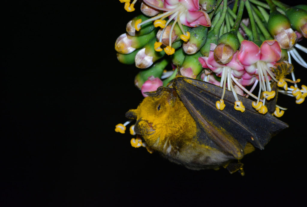 Jamaican Fruit Bat cover with pollen Jamaican Fruit Bat covered with pollen