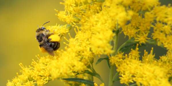 Long-Horned-Bee-by-Anthony-Colangelo bee on yellow flowers
