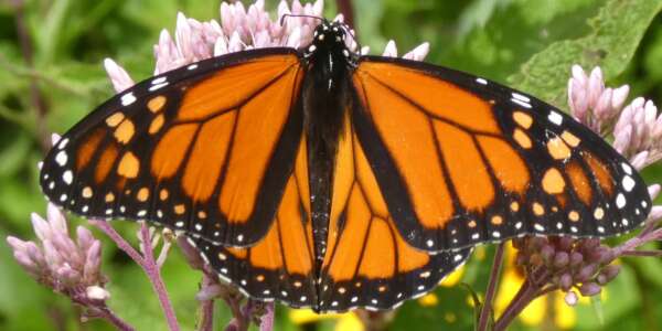 Monarch-Butterfly-by-Amber-Barnes monarch butterfly on pink flowers
