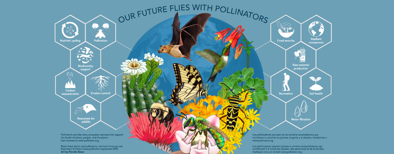 Pollinator Partnership illustration of a bat, bee, butterfly, hummingbird, insects and flowers