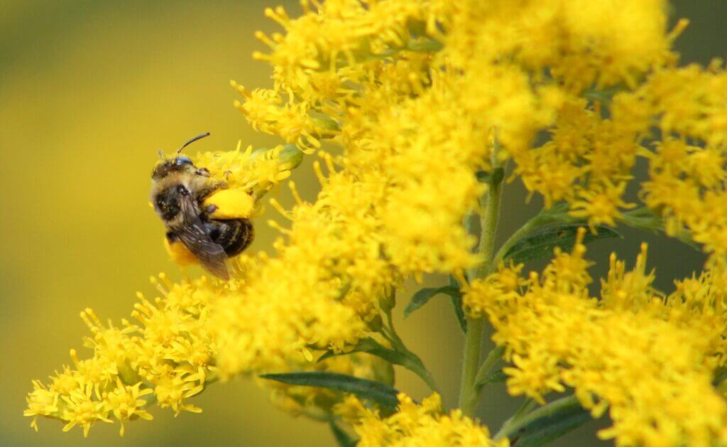 Bee on some yellow flowers