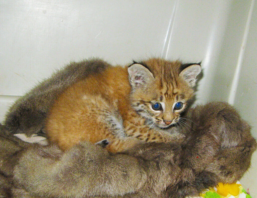Kitten