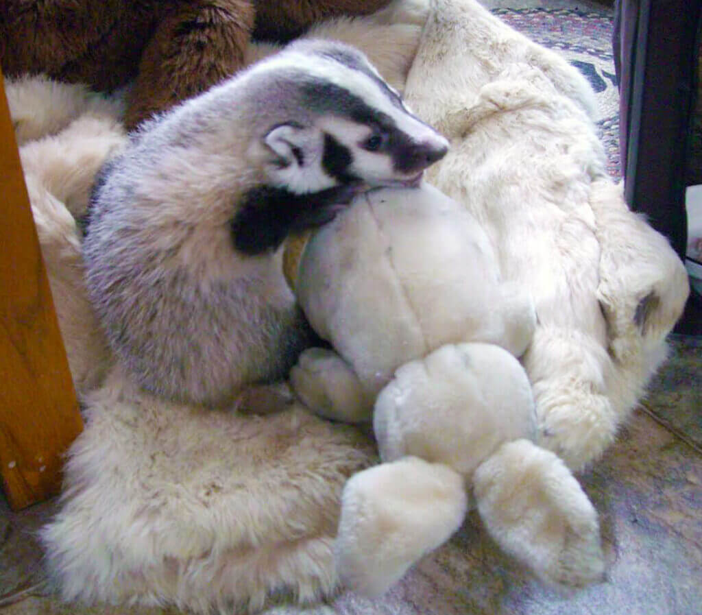 Baby skunk