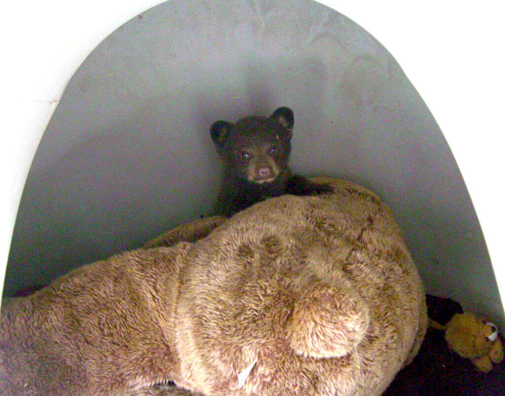 Baby bear with a stuffed animal