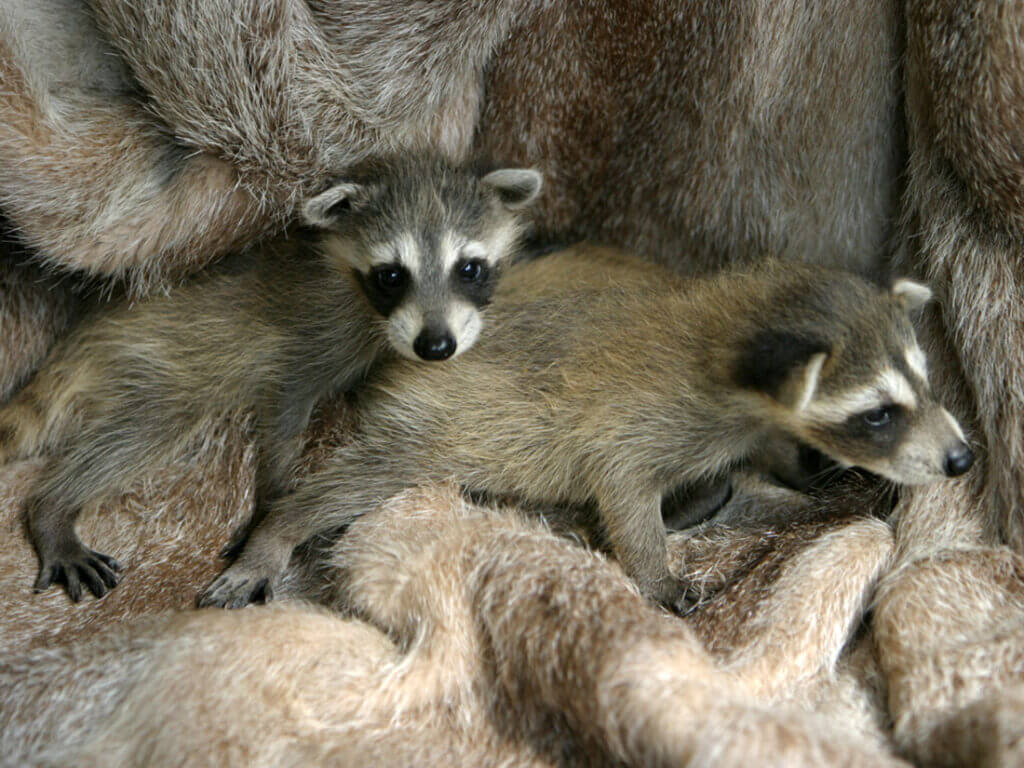 Baby raccoons
