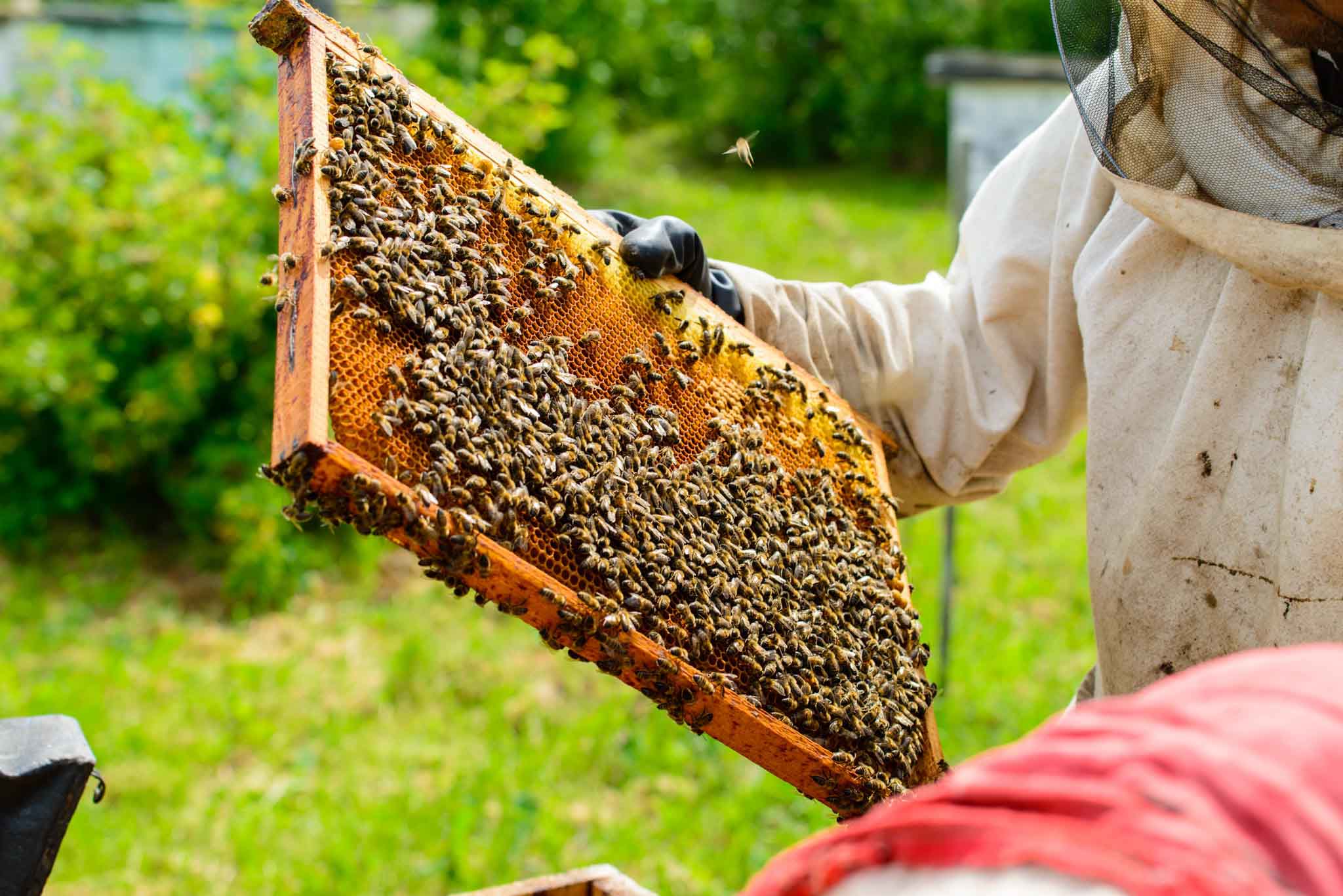 Beekeeper holding frame of honeycomb with working bees