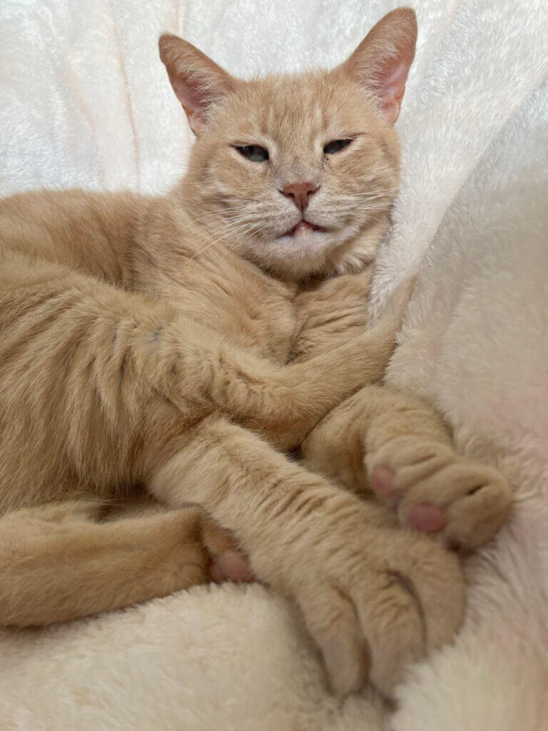 Ginger cat napping in sunbeams on bed