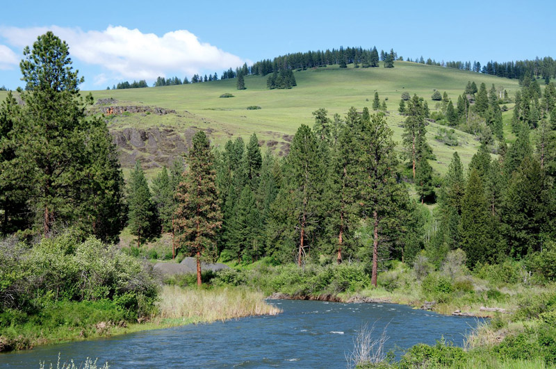 A river running through a forest in the Pacific Northwest.