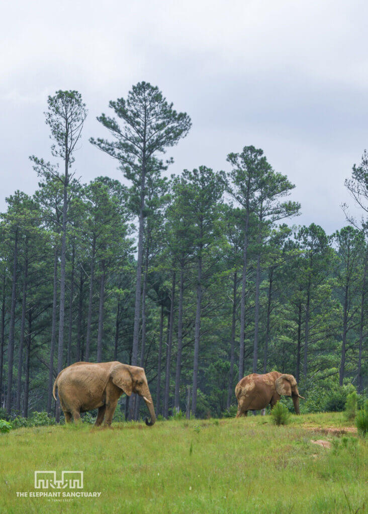 group of elephants outside