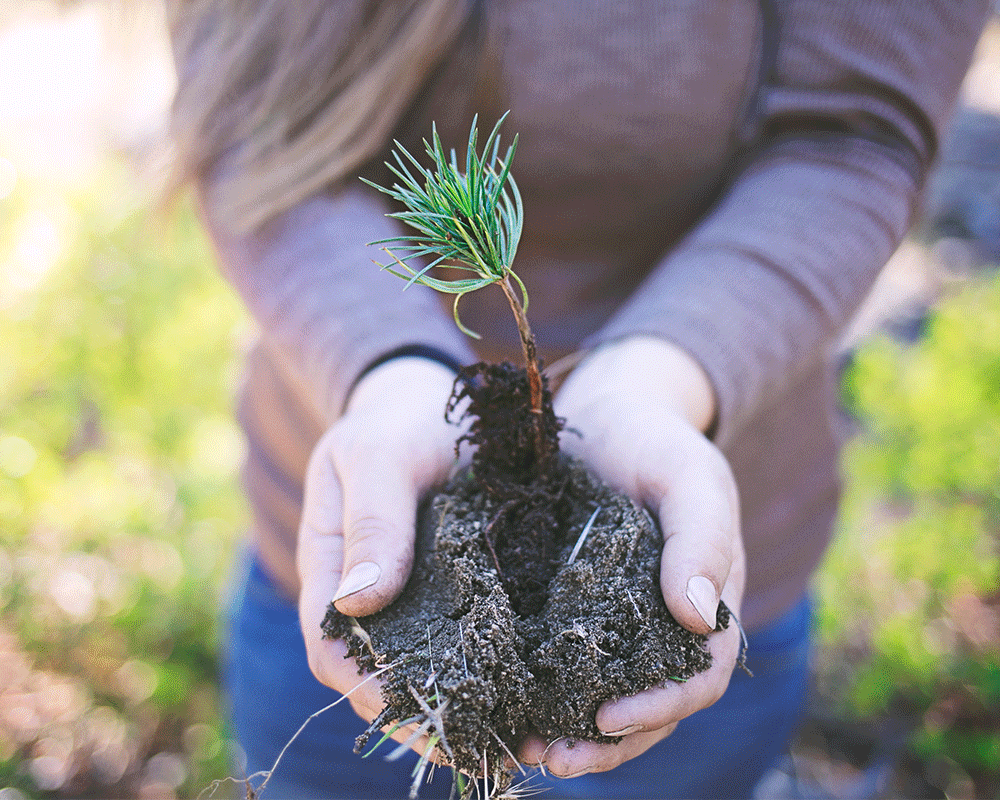 Close up of hands holding tree sapling and dirt