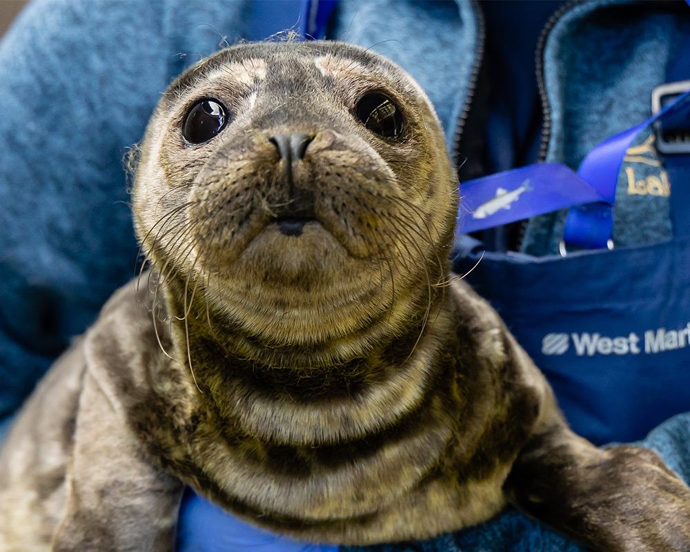 Seal looking at the camera being held by volunteer