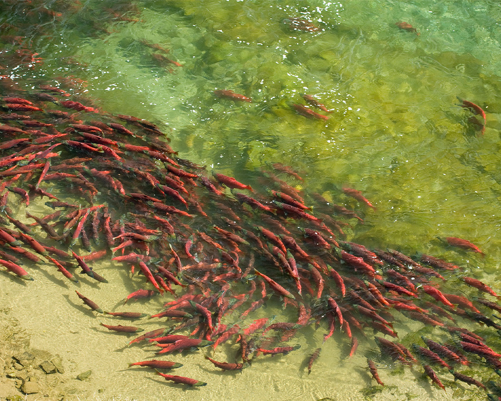 Salmon swimming in the river