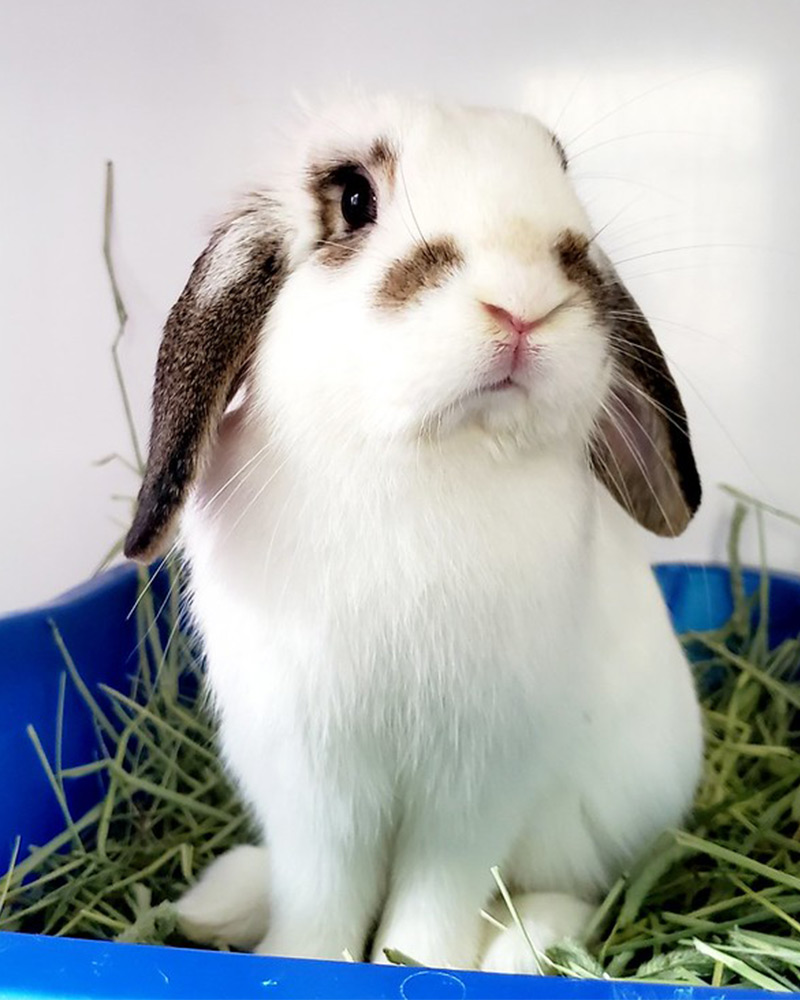 White bunny at the Red Door Animal Shelter