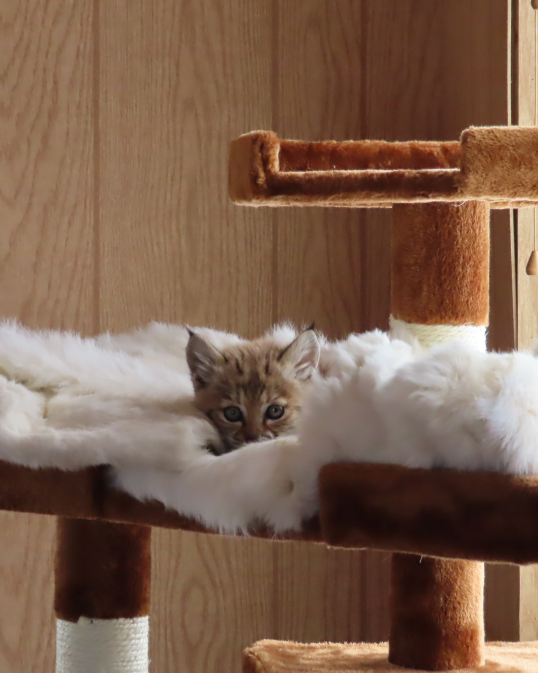 Bobcat kitten at wildlife rehabilitator Wet Mountain Wildlife curled up on a fur coat atop a cat tree