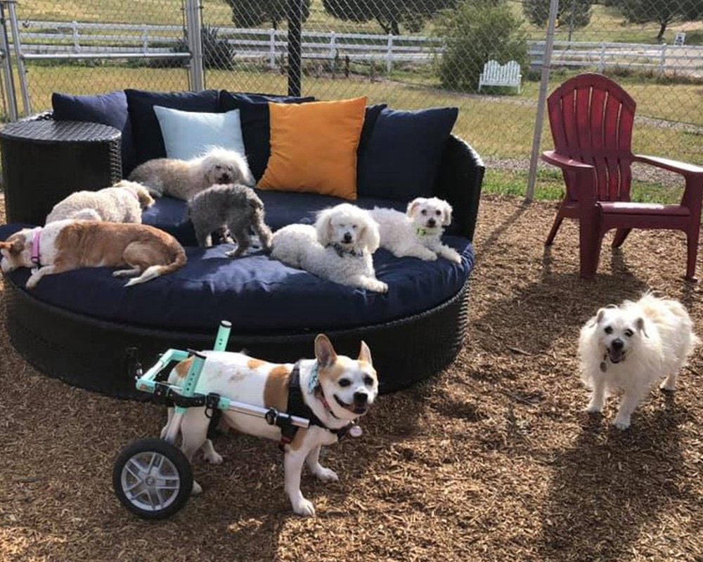 multiples dogs sitting on a couch