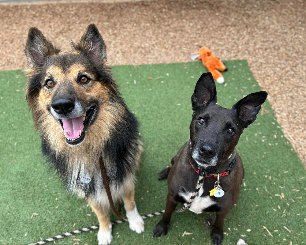 2 dogs with ears perked looking at the camera