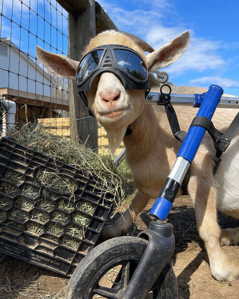 Goat Outside with goggles and hay feeder in front of him