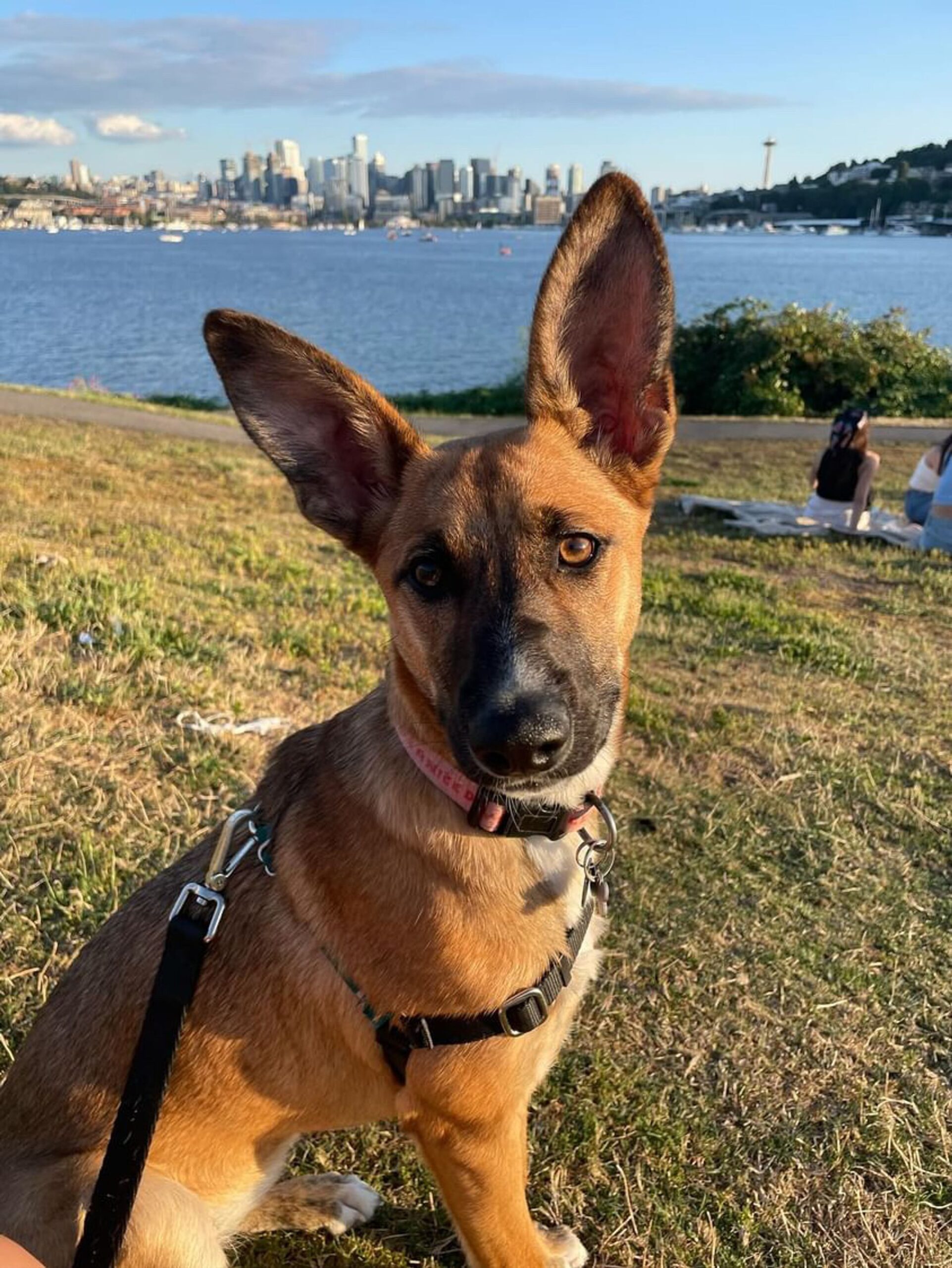 German Shepherd Dog posing for photo outside