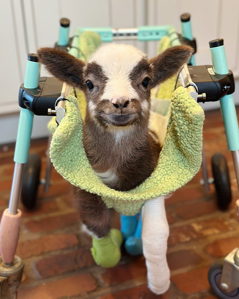 jacob-the-goat Jacob the baby goat wearing a cast and looking at the camera
