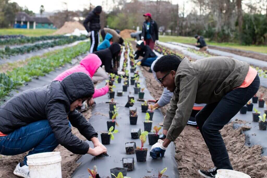 people growing plants