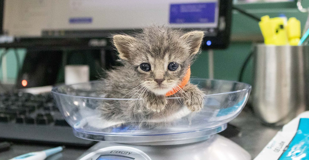 BE Pasadena Pasadena Humane Kitten