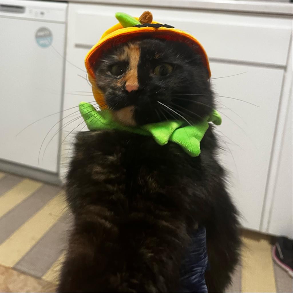 Rylee the cat in a pumpkin costume