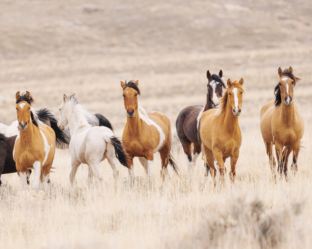 first-forse-pic Wild horses in field run towards camera, photographed by Tandin Chapman