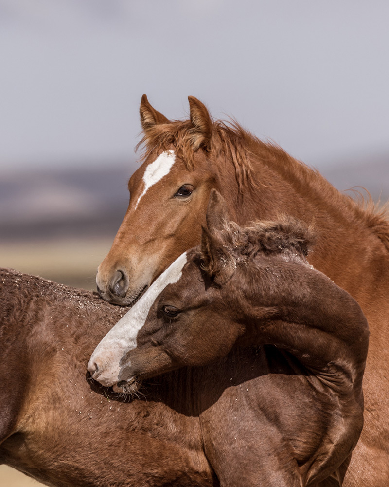 second-horse-pic Two horses nuzzling