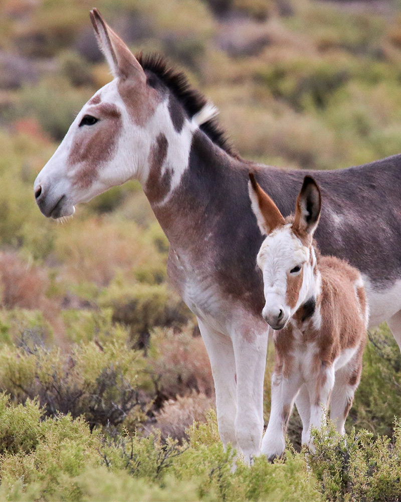 third-donkey-pic Two burros in field